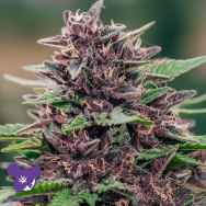 Anesia Seeds Auto Toffee Pudding