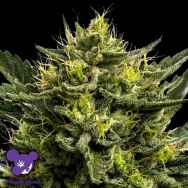 Anesia Seeds Auto WHAM BOOM