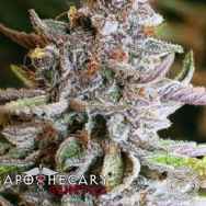 Apothecary Genetics Seeds Blueberry OG