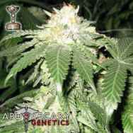 Apothecary Genetics Seeds Bubba Berry