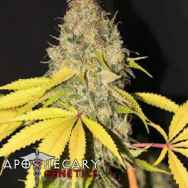 Apothecary Genetics Seeds CannaBerry