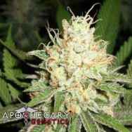 Apothecary Genetics Seeds Cherry OG