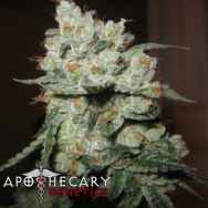 Apothecary Genetics Seeds Chuck Berry