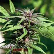 Apothecary Genetics Seeds Dream Berry