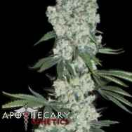 Apothecary Genetics Seeds Earlywave