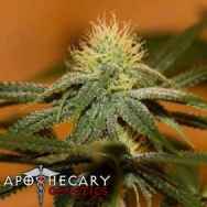 Apothecary Genetics Seeds Larry OG