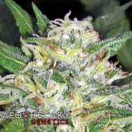 Apothecary Genetics Seeds Lemon Nigerian