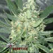 Apothecary Genetics Seeds Maui OG