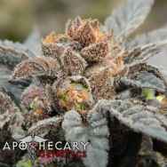 Apothecary Genetics Seeds Orange Berry