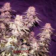 Apothecary Genetics Seeds Orange Fizz