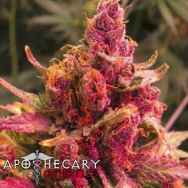 Apothecary Genetics Seeds Pink Berry