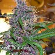 Apothecary Genetics Seeds Purple Wave