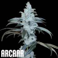 Arcana Genetics Banana Hamma