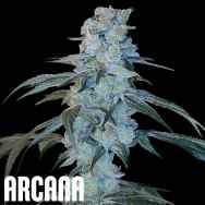 Arcana Genetics Bing Cherry Brittle