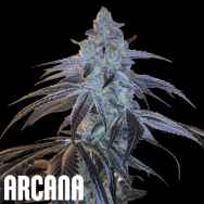 Arcana Genetics Disco Fever
