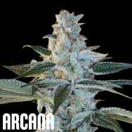 Arcana Genetics Elvis Breath