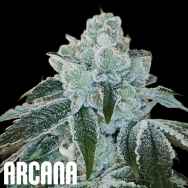 Arcana Genetics Flight 19