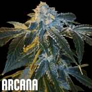 Arcana Genetics June Plum