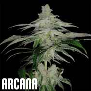Arcana Genetics Lemon Tree (S1)