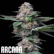Arcana Genetics MAC Hamma