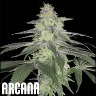 Arcana Genetics Rudy