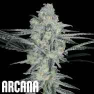 Arcana Genetics Yogananda