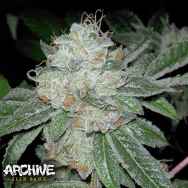 Archive Seeds Casper OG