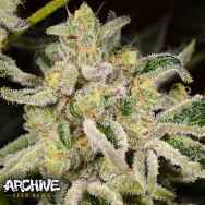 Archive Seeds Citrus Rush