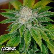 Archive Seeds Clearwater Kush