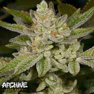 Archive Seeds Dank Dough