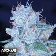 Archive Seeds Designer OG