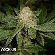Archive Seeds Dosidos #18 F2