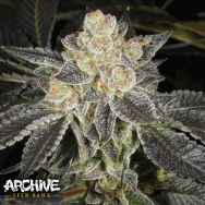 Archive Seeds Dosidos #22 F2