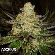 Archive Seeds Dough-Lato