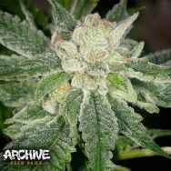 Archive Seeds Elevated OG