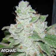 Archive Seeds Face Off OG BX2