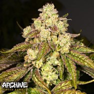 Archive Seeds Fritter Licker