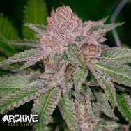 Archive Seeds Grape Smuggler