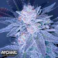 Archive Seeds Grimace OG