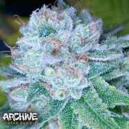 Archive Seeds HashBar OG