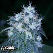 Archive Seeds HazMat OG