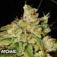 Archive Seeds Holy Roller