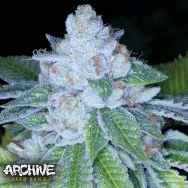 Archive Seeds KirkWood OG