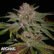 Archive Seeds Lemon Heads