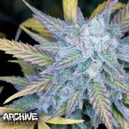 Archive Seeds Lemon Amnesia