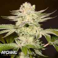 Archive Seeds PetroChem