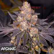 Archive Seeds Planet Purple