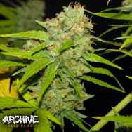 Archive Seeds Poochie Love