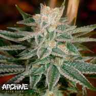 Archive Seeds Race Fuel OG