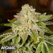 Archive Seeds Rainbow Belts aka Zkittles R-Bx1